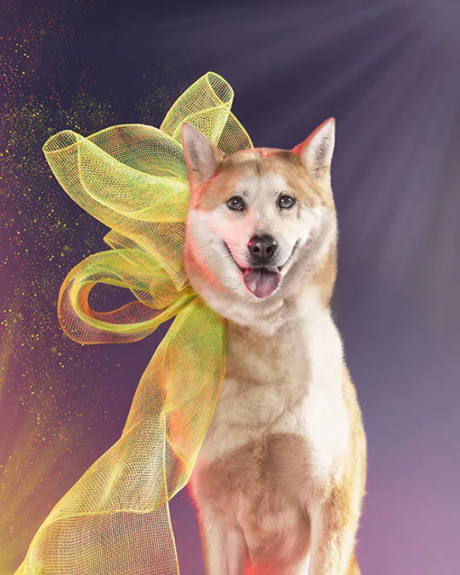 Dog styled and posed for a photoshoot