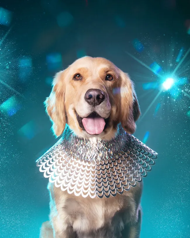 Dog styled and posed for a photoshoot