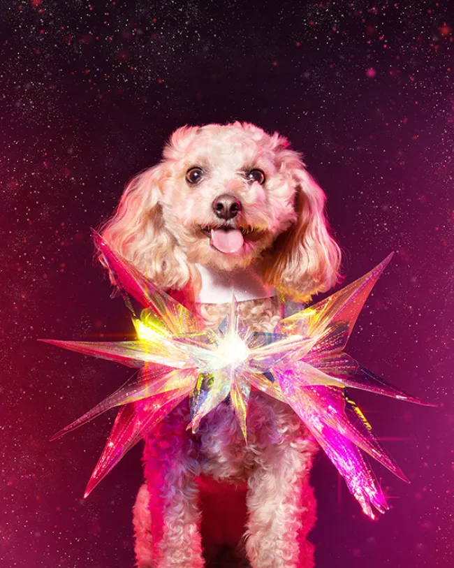 Dog styled and posed for a photoshoot