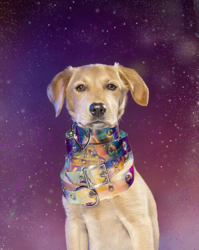 Dog styled and posed for a photoshoot