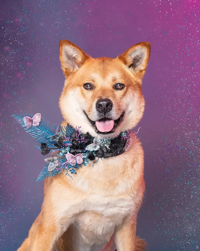 Dog styled and posed for a photoshoot