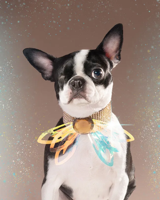 Dog styled and posed for a photoshoot