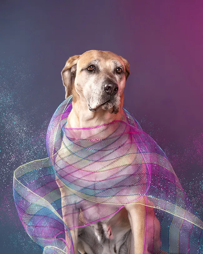 Dog styled and posed for a photoshoot