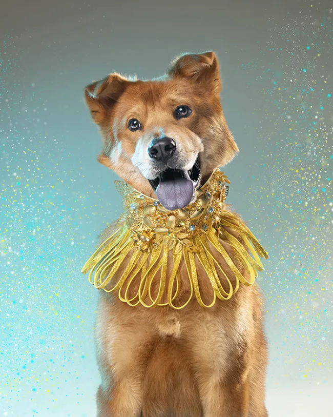 Dog styled and posed for a photoshoot