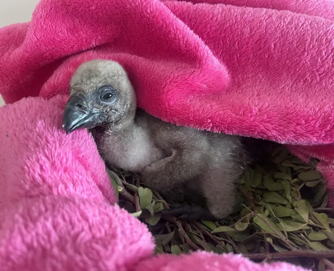 A white-backed vulture chick on a pink blanket at a rescue and rehabilitation facility