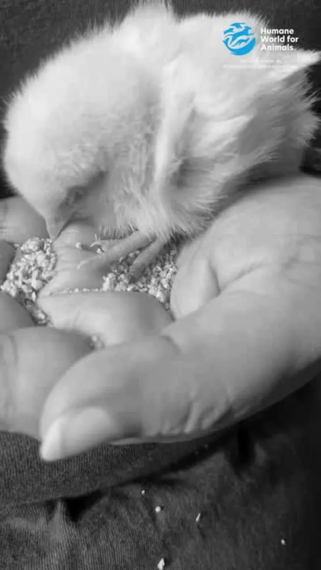 Tweety the rescue chick, India