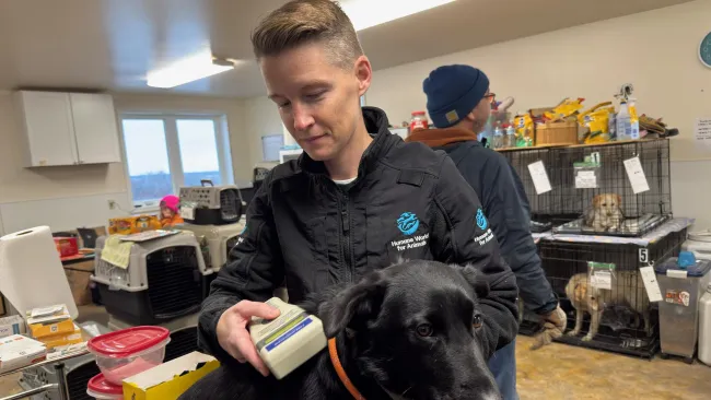 Humane World for Animals responds to typhoon Halong in Western Alaska by assisting with shelter work 