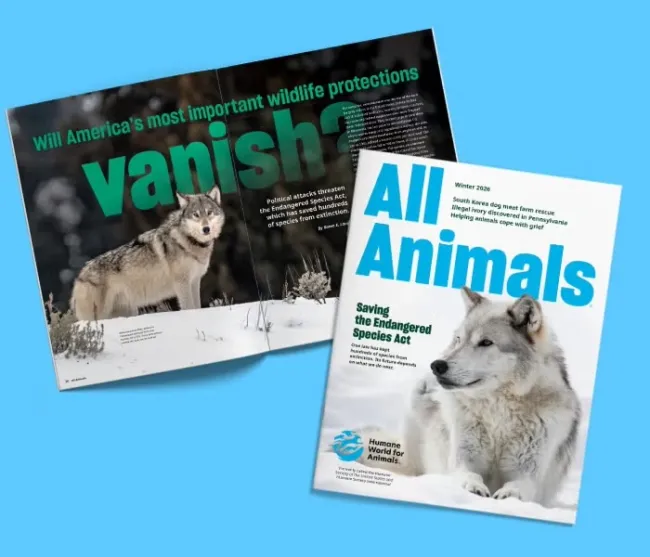 All Animals fall 2025 cover and feature spread on the Endangered Species Act