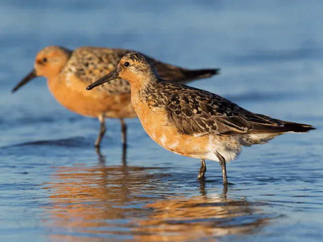Photo of Red Knots wading in water.