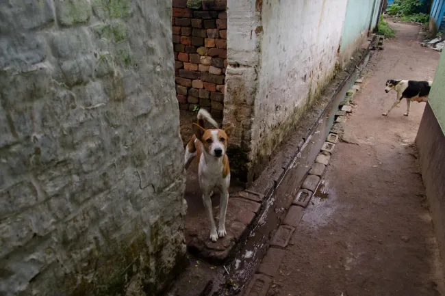 a dog standing on a street