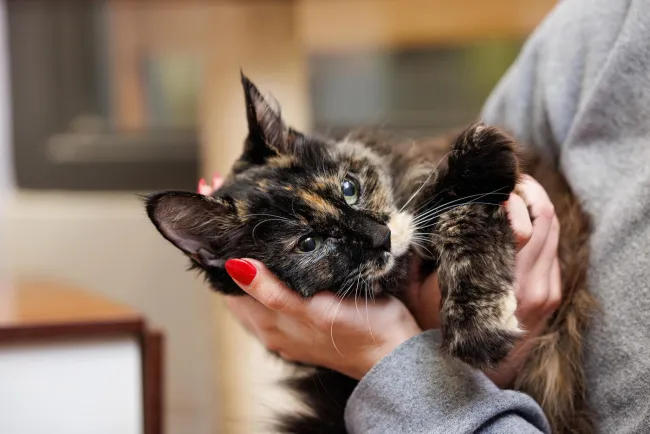 A shelter cat cuddles in the arms of a volunteer