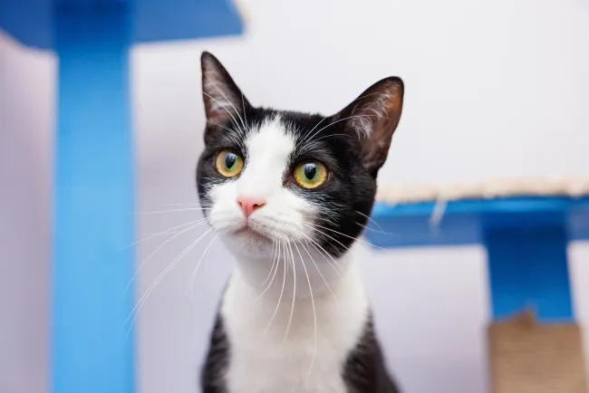 A black and white cat in an animal shelter