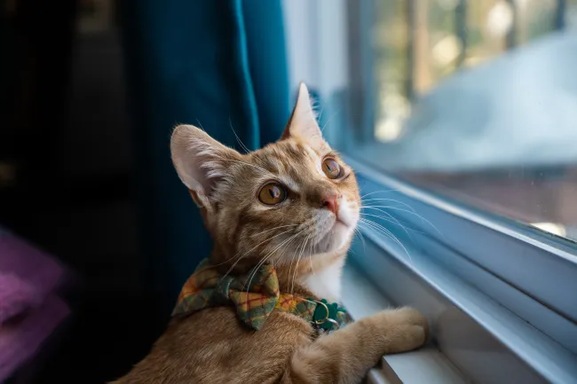 Orange cat in bow tie