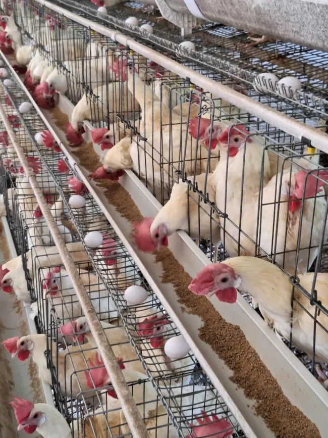 Chickens in cages laying eggs