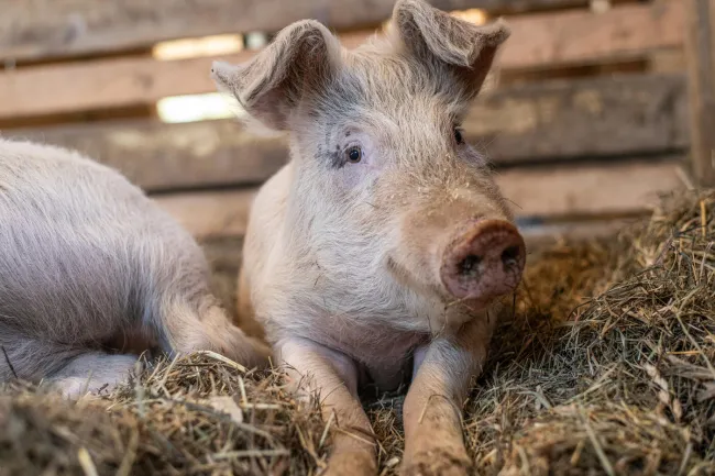 Sylvia, a piglet, playfully gazes up from her straw bed.