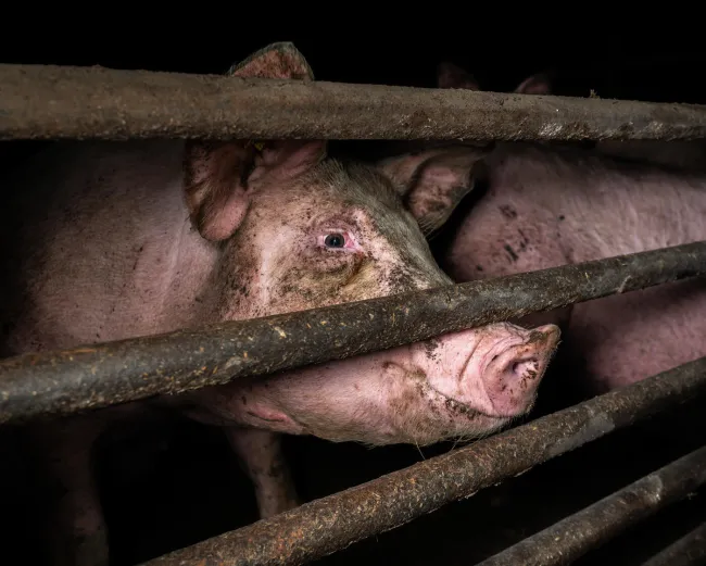 Pig on a factory farm