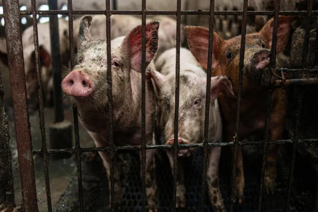 Pigs behind bars in crates in India