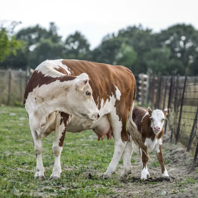 A brown and white cow looks at her calf, who peeks out from behind her back legs.