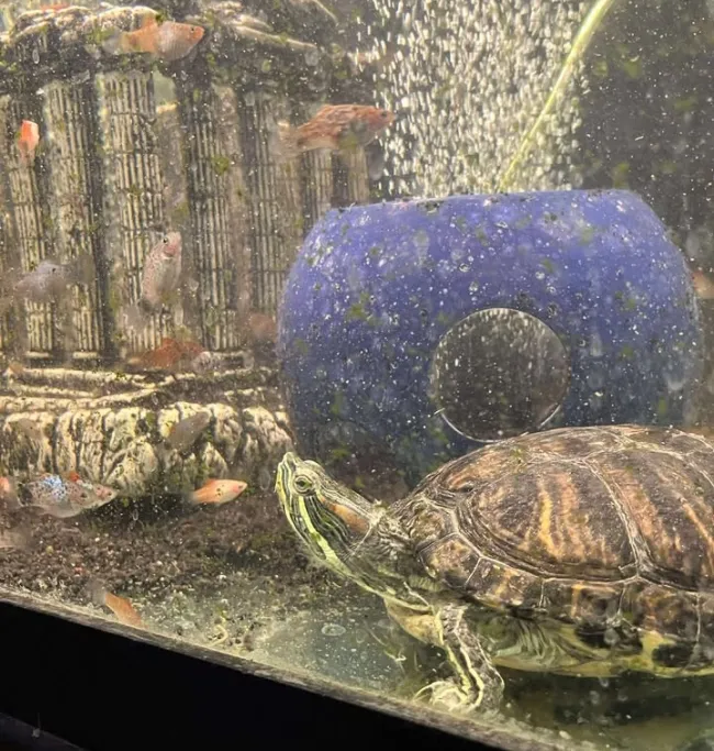 A red-eared slider turtle rescued after Typhoon Halong