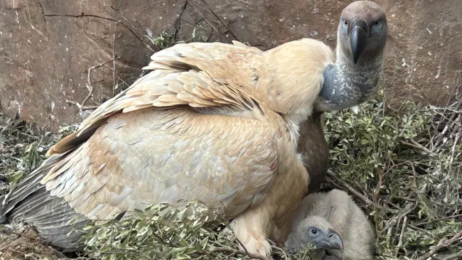 An adult Cape Vulture hovers over a young chick at Vulpro's dedicated breeding facilities at Shamwari Private Game Reserve.