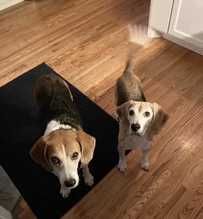 Two older beagles look up at the camera, begging for treats