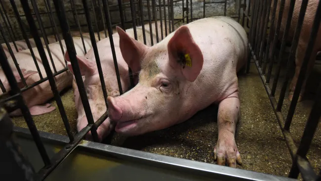 pigs inside metal cages that are situated on a concrete floor