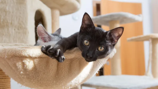 Curious kitten, one looking into camera, stretching paw