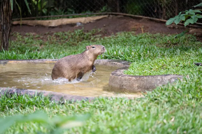 A capybara frollicks in a shallow pool in their housing enclosure at Rescate Wildlife Center.