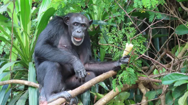 a chimpanzee sitting on a tree branch surrounded by lush greenery