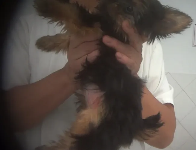 a person holding a dog