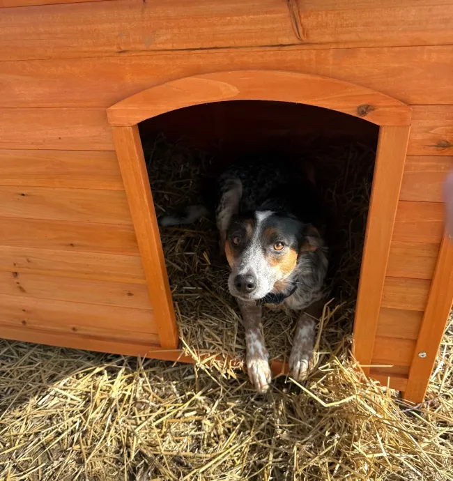 a dog laying inside a doghouse