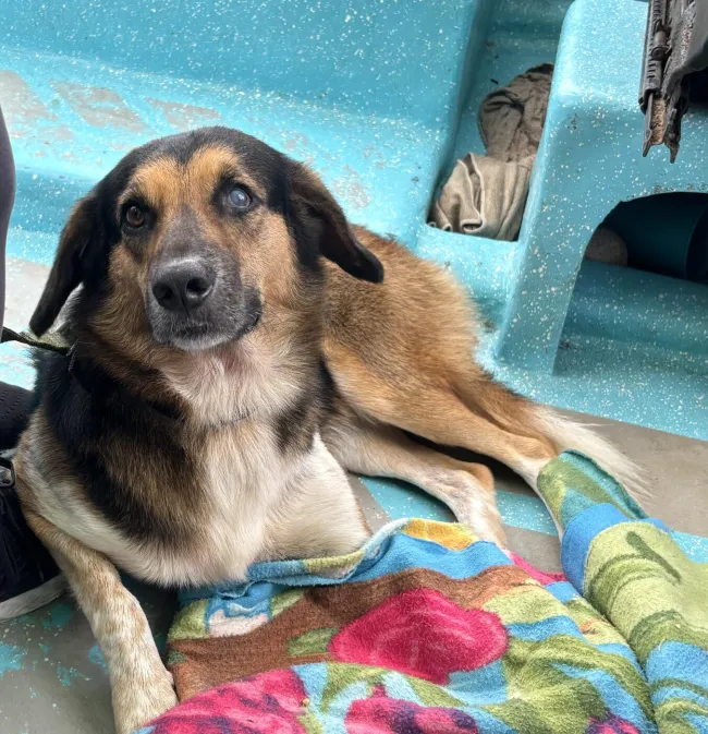 A brown dog lays in a blue boat as he after being found in Tortuguero National Park in Costa Rica.