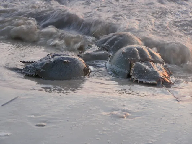 Horseshoe crabs walking into the surf at Cape May National Wildlife Refuge.