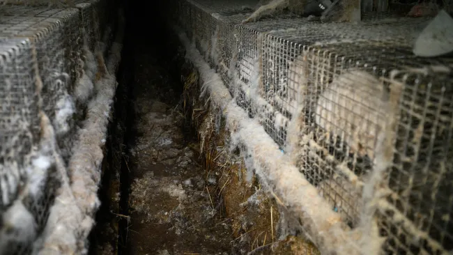 A row of wire cages, housing small animals the cages appear dirty and neglected, with a significant buildup of dust, fur, and cobwebs covering the surfaces.
