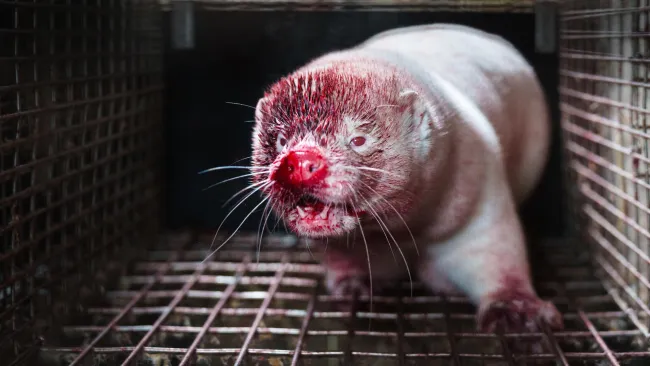 A mink inside a metal cage, with visible injuries and blood on its nose, mouth, and forehead.