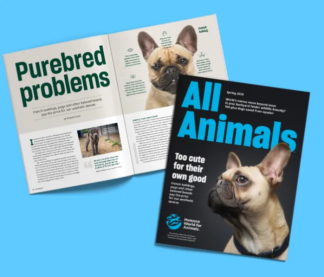 All Animals spring 2026 cover and feature spread on problems with purebred dogs