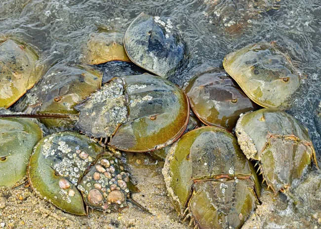Horseshoe crabs on beach