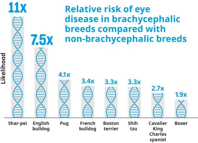 Bar chart comparing relative risk of eye disease across different dog breeds, with higher risk shown in brachycephalic breeds.