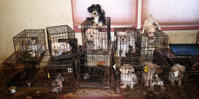 Dogs in stacked cages inside, in a home used as a puppy mill