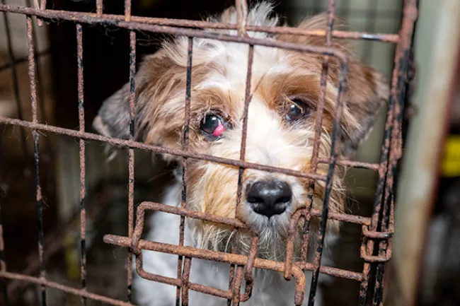 Close up of a dog in a cage, looking at the camera.