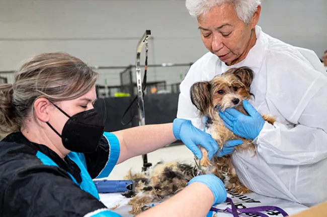 Maryland puppy mill dog getting their matted fur removed.