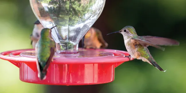 Hummingbirds at a feeder