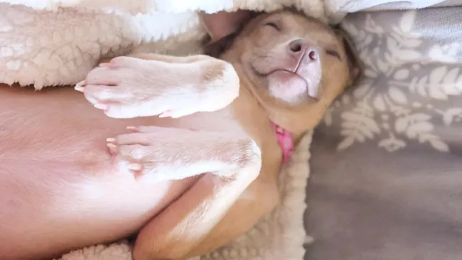 A small dog is lying on its back on a fluffy blanket.
