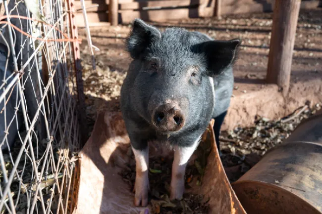 A pig outdoors in horrible conditions with no food or water or hay to keep her warm. 