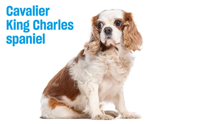 Cavalier King Charles spaniel with a callout describing increased risk of neurological conditions in brachycephalic breeds.