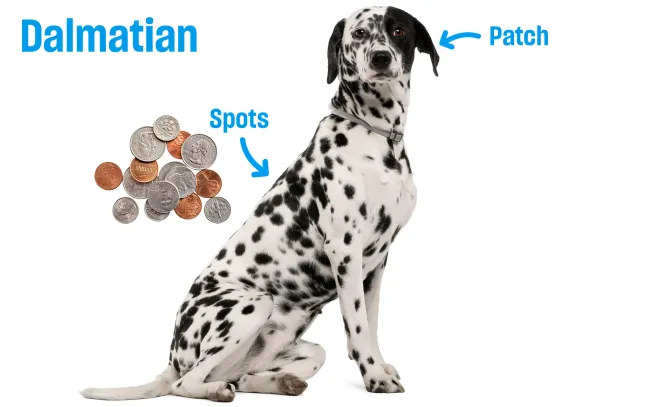 Dalmatian with labeled comparison of spots and patches, showing differences in size, shape, and appearance.