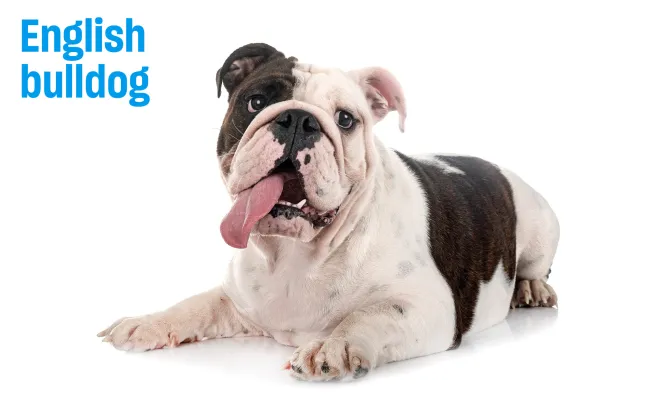 English bulldog with labeled callouts highlighting breathing and anatomical health concerns.