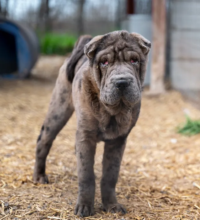 Shar-pei dog standing outdoors on straw-covered ground.