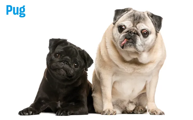 Two pugs with labeled callouts explaining health issues related to skin folds and breathing problems.