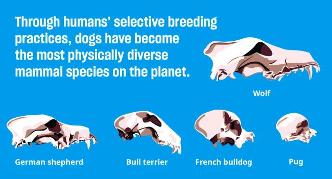 Illustration comparing skull shapes of different dog breeds and a wolf, showing variation caused by selective breeding.